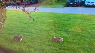 This video will make your day