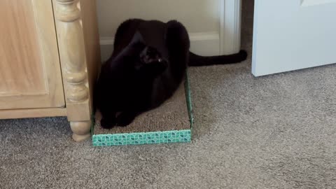Cute Precious Piper Uses Proper Form on the Tuffet - Adopting a Cat from a Shelter Vlog