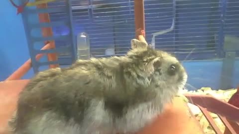 Russian dwarf hamster, stand up in the pet store, it is so cute! [Nature & Animals]