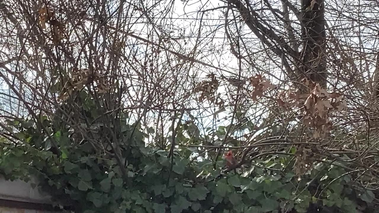 Northern Cardinal