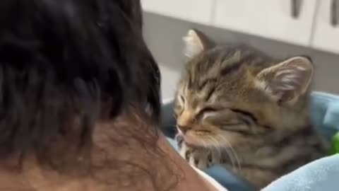 When Cats Sink Into Deep Sleep