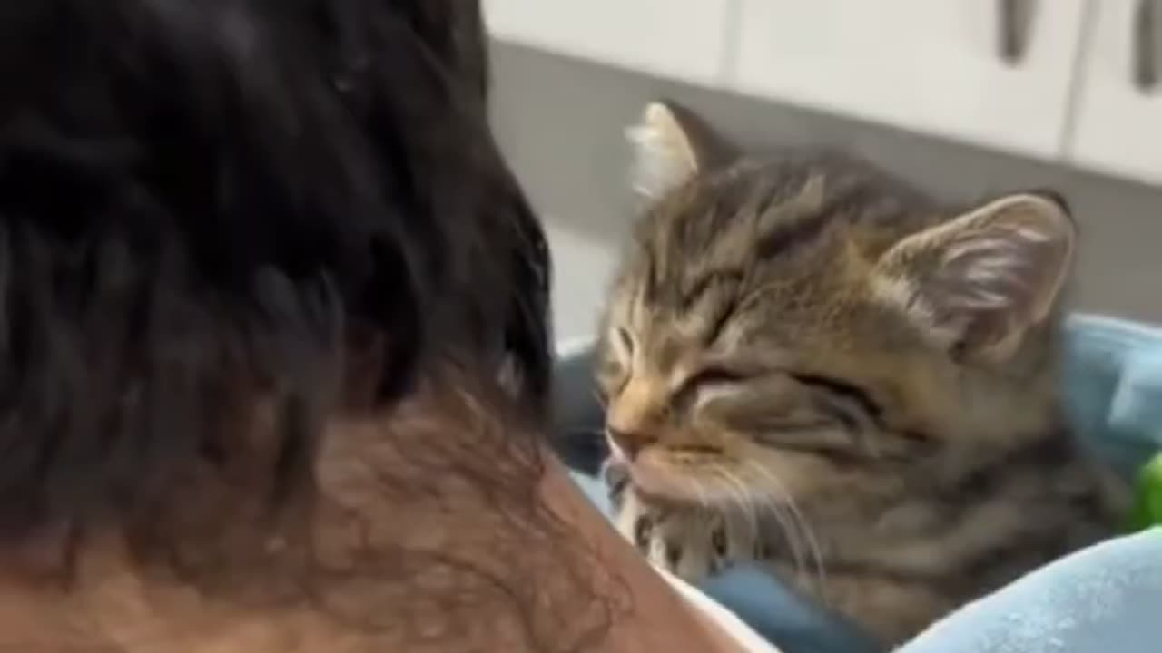 When Cats Sink Into Deep Sleep