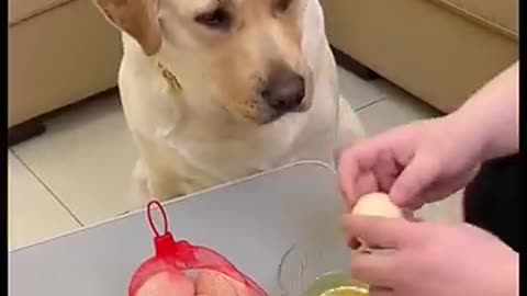 Puppy and the Eggs