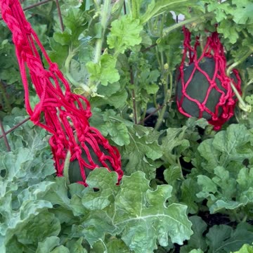 Cantaloupe and watermelon update on the trellis