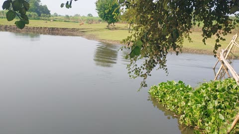 Bambo bridge