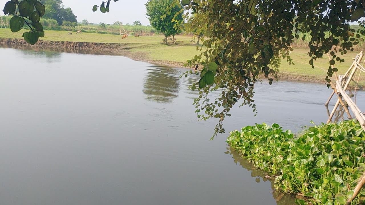 Bambo bridge
