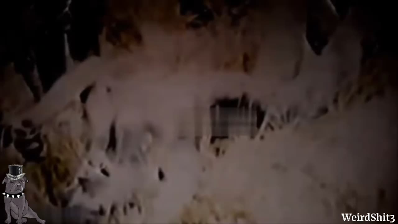 Dogman over 7 feet tall caught on video