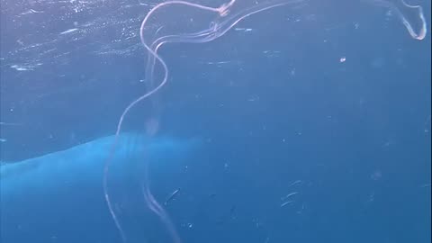 Amazing Translucent Sea Creature