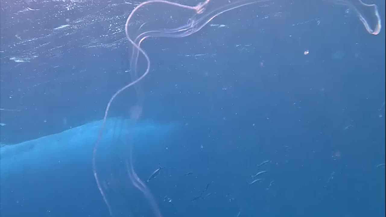 Amazing Translucent Sea Creature