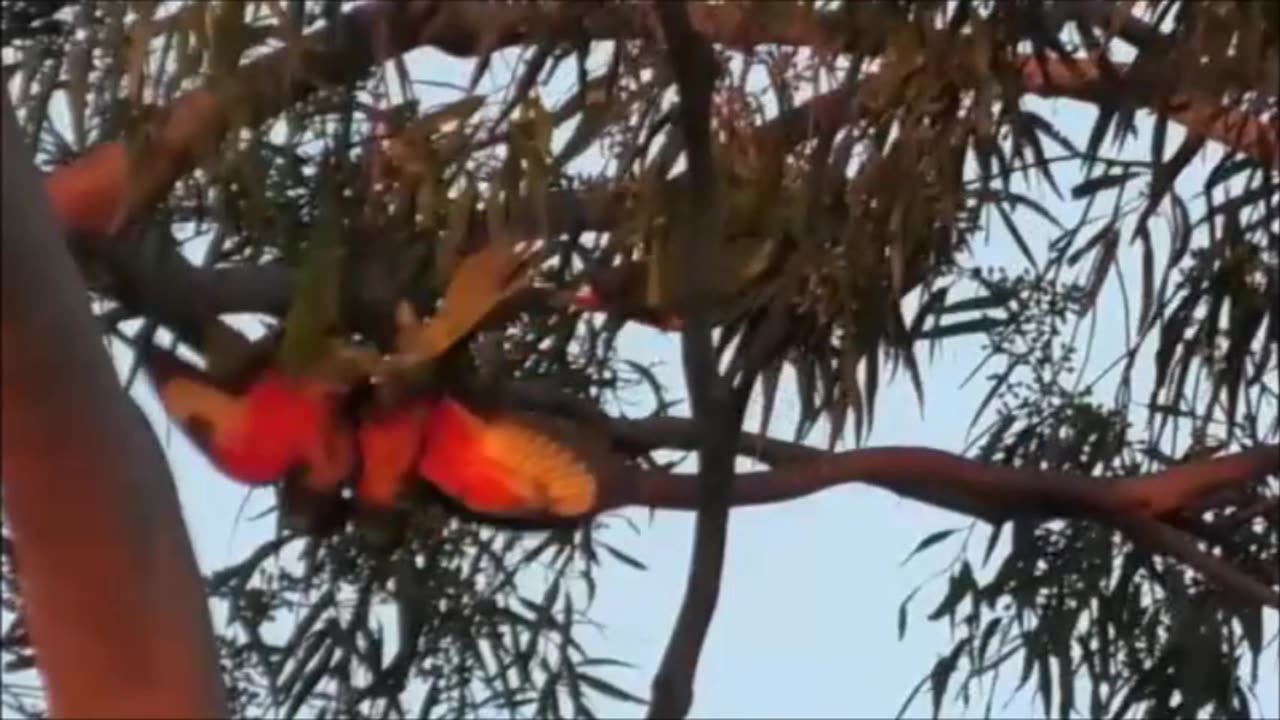 Fighting Lorikeets 5
