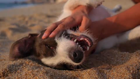 Funny Dog