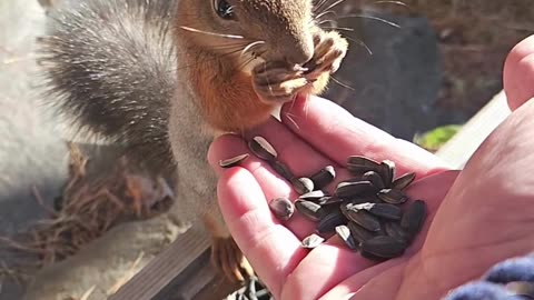 Amazing Squirrel Video #shotrs #shortvideo #animal #trending