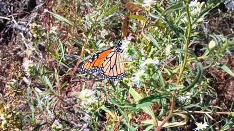 Monarch Butterfly