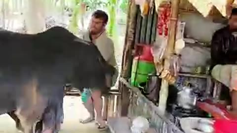 Trending: Viral funny cow #funny #shorts #viralvideo #comedy