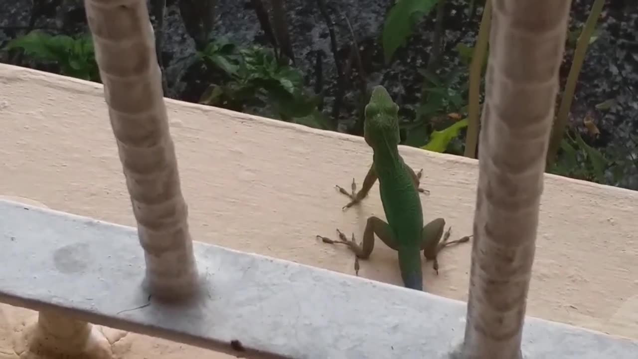 Jamaican Anole spotted