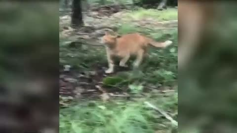 15 Minutes of Cat Shenanigans!