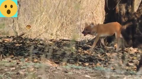 WILD DOGS BRUTALLY KILL SAMBAR DEER! 😱 Graphic Wildlife Attack at Bor Sanctuary