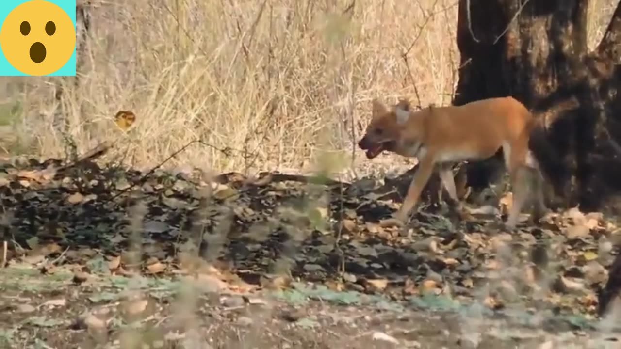 WILD DOGS BRUTALLY KILL SAMBAR DEER! 😱 Graphic Wildlife Attack at Bor Sanctuary