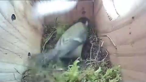 Great tits - 5th day of nest construction, time lapse