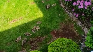 Cute Goslings