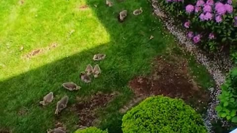 Cute Goslings