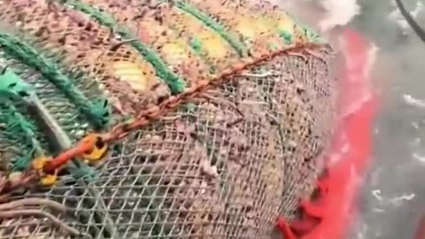 OUTRAGEOUS Load of POLLOX - Raping The Seas - Reloaded from STFN