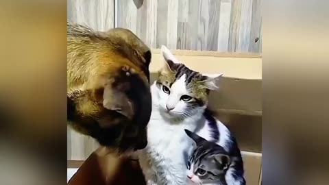 Cats protection | Mother cat protection #কাটন #বিড়াল #cats #foryou #tranding