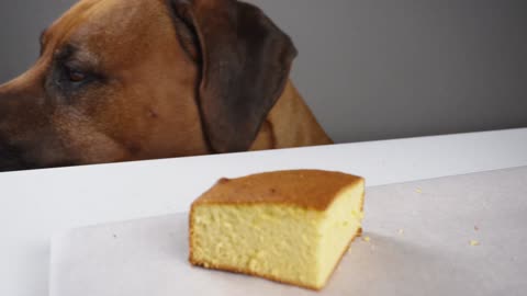 Fluffy and Soft Honey Cake Just 4 Simple Ingredients