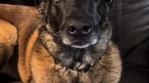 Funniest Animal Moments You’ll Watch All Day! 😂🐶🐱 #Animals #Funny