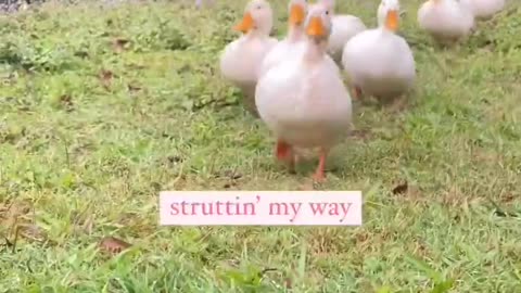The morning waddle 🦆😍