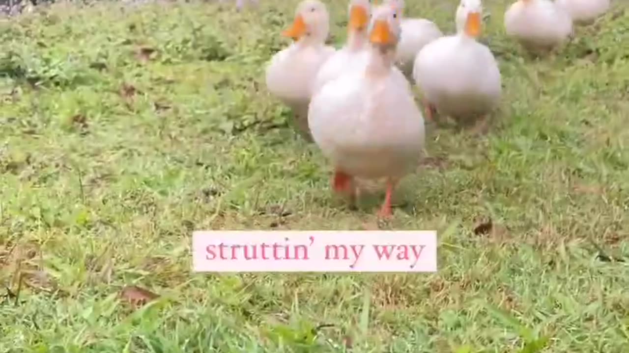 The morning waddle 🦆😍