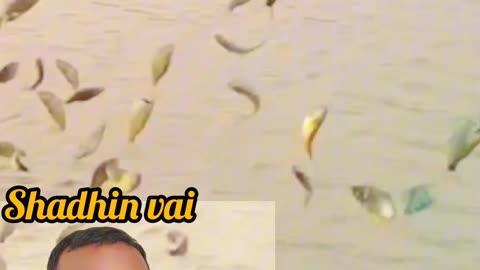 গ্রাম বাংলার জালে ভরে উঠলো মাছ 🐟🎣