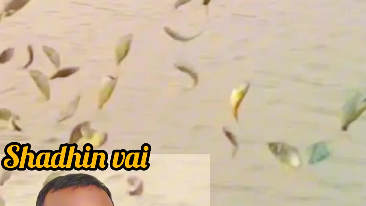গ্রাম বাংলার জালে ভরে উঠলো মাছ 🐟🎣