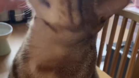 Doggie vs. Reality: Who Won? 🐶