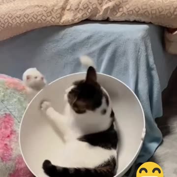 Sleepy Cat Gets Teased by Playful Otter گربه خواب‌آلود و شیطنت‌های یه سمور بازیگوش