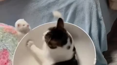 Sleepy Cat Gets Teased by Playful Otter گربه خواب‌آلود و شیطنت‌های یه سمور بازیگوش
