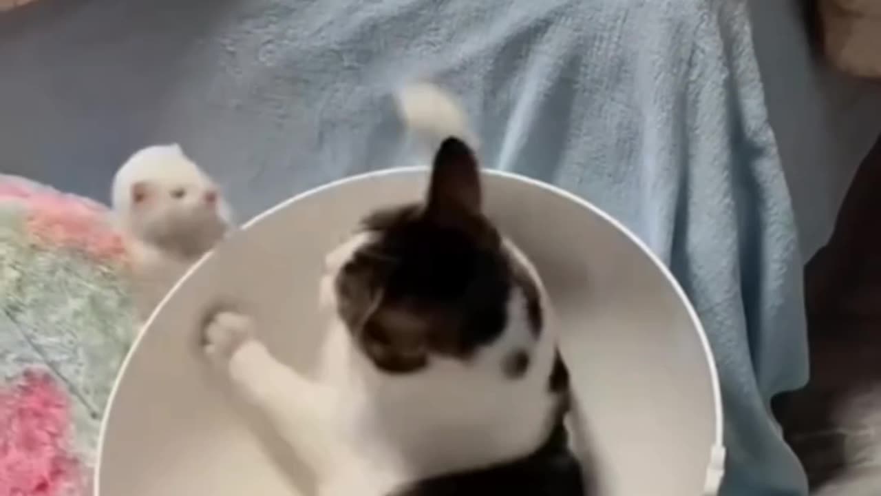 Sleepy Cat Gets Teased by Playful Otter گربه خواب‌آلود و شیطنت‌های یه سمور بازیگوش