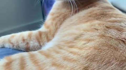 Dramatic orange cat🤣#funnycats
