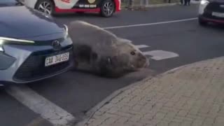 Wow, I didn't have a huge seal in Gordons Bay, Cape Town in South Africa on my list