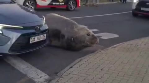 Wow, I didn't have a huge seal in Gordons Bay, Cape Town in South Africa on my list