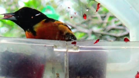 Oriole
