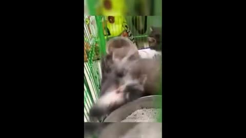 Best Funny Dogs And Cats Videos - Funniest Animals Videos Part9
