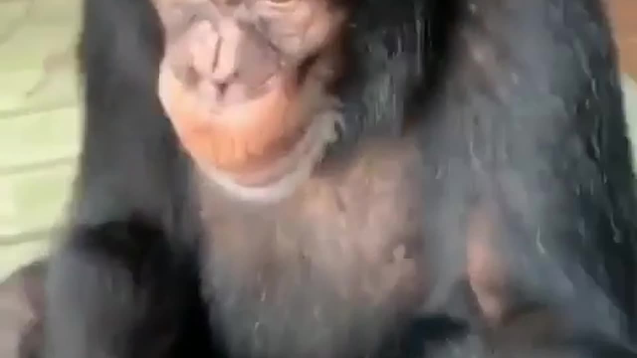amazing video