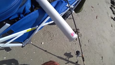 a pesca anche un bel drum fish oltre agli sheepshead pescati tutti con gli shrimp.f270_part6