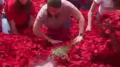 @Mr.Beast Find_This_Key