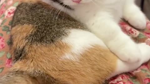 Cat： Mom, you are not allowed to touch my butt