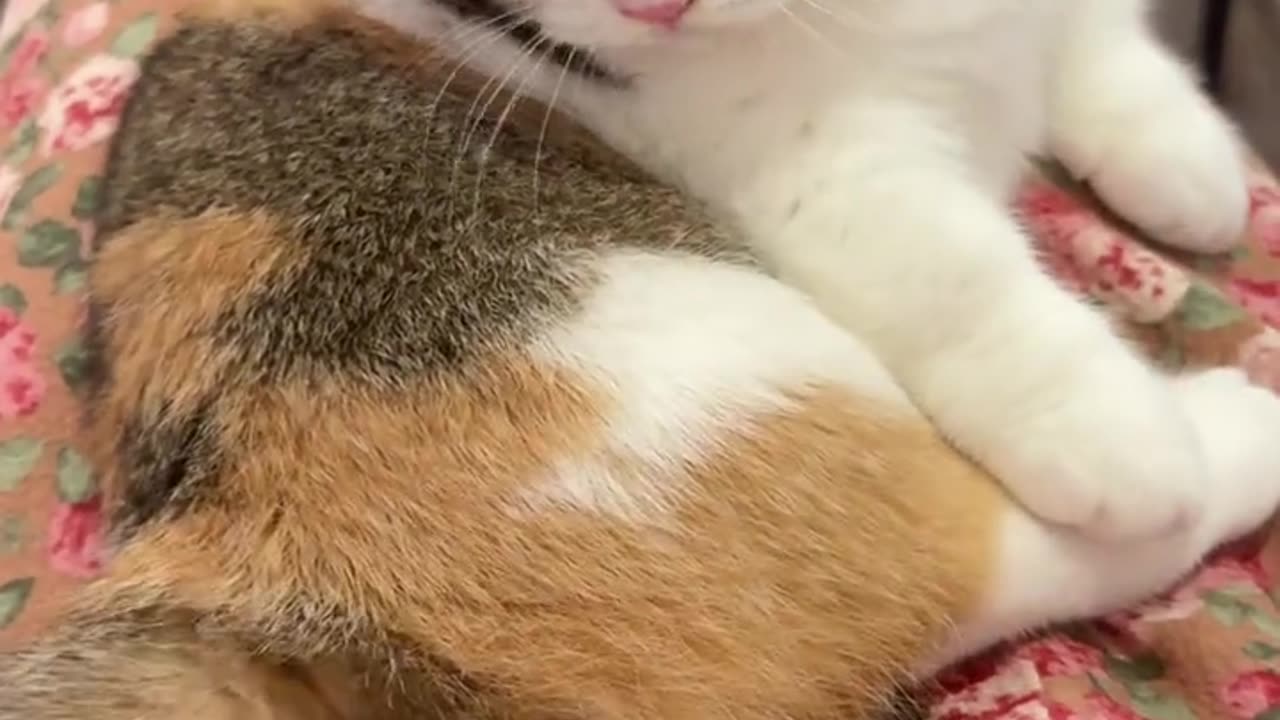 Cat: Mom, you are not allowed to touch my butt