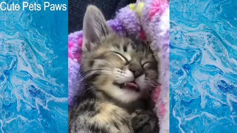 Funny animal 😸😸🐶🐵