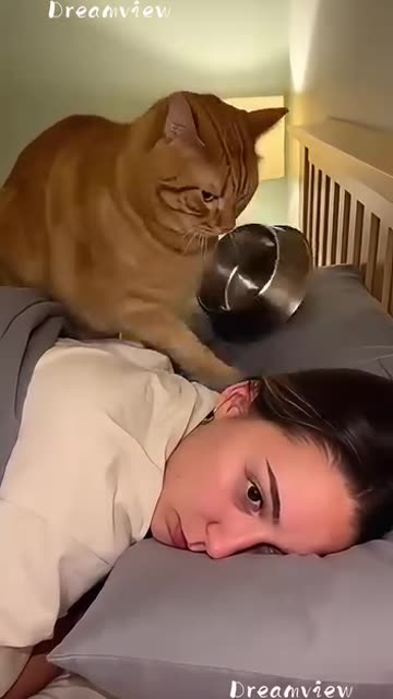 Funny 😂 video of cat