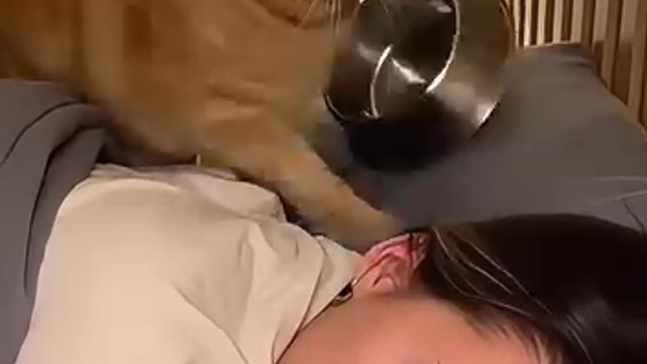 Funny 😂 video of cat
